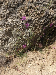 Clarkia xantiana parviflora