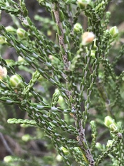 Passerina montana