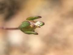 Nemacladus sigmoideus