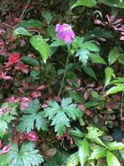 Geranium sylvaticum