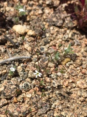 Nemacladus sigmoideus