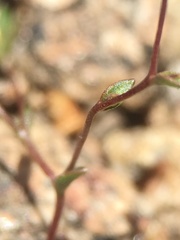 Nemacladus sigmoideus