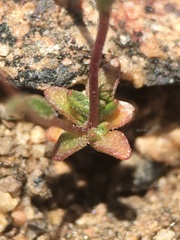 Nemacladus sigmoideus