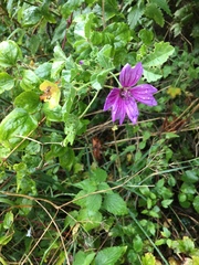 Geranium sylvaticum