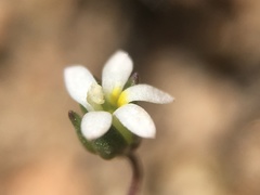 Nemacladus sigmoideus