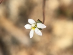 Nemacladus sigmoideus