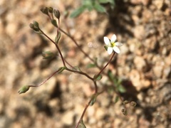 Nemacladus sigmoideus