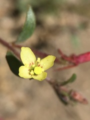 Camissonia pusilla