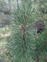 Pinus uncinata
