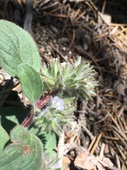 Phacelia novenmillensis