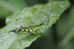 Chromacris psittacus