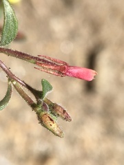 Camissonia pusilla