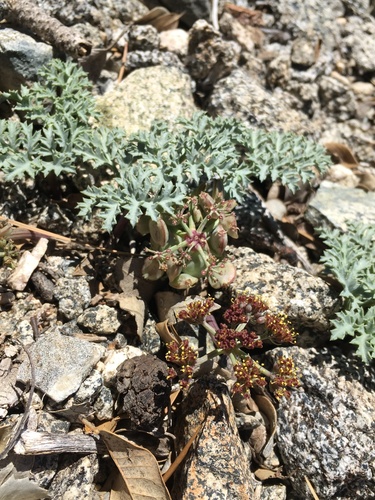 Image of Lomatium shevockii by (c) Matt Berger, some rights reserved (CC BY)