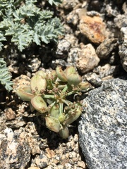 Lomatium shevockii