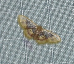 Idaea scintillularia