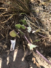 Afroaster perfoliatus