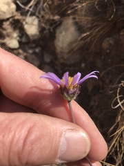 Afroaster perfoliatus