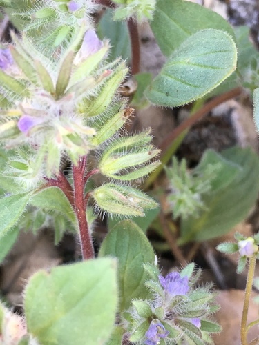 Image of Phacelia novenmillensis by (c) Matt Berger, some rights reserved (CC BY)