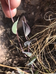 Afroaster perfoliatus