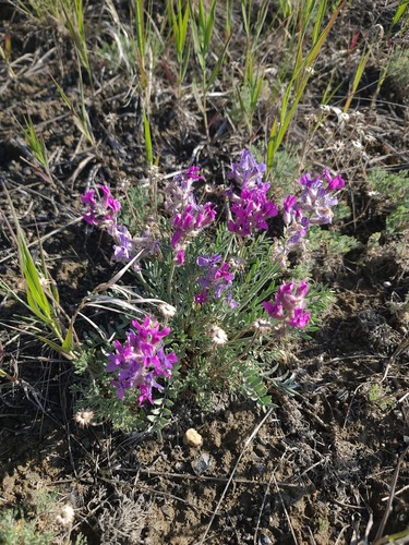 Bessey's Locoweed (Oxytropis besseyi)