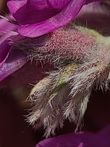 Oxytropis besseyi, photograph 6