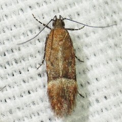 Eudactylota iobapta