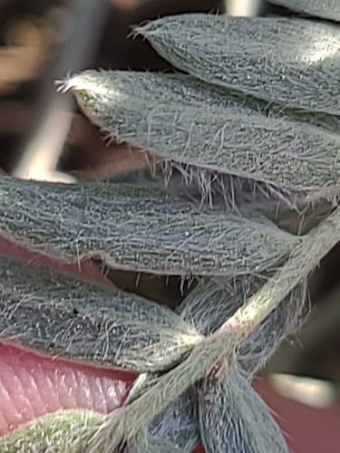 Oxytropis besseyi, photograph 3