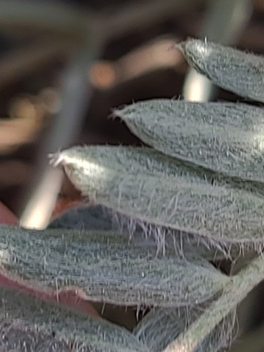 Oxytropis besseyi, photograph 4