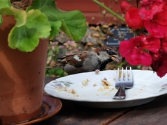 Passer domesticus