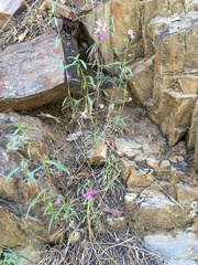 Clarkia xantiana parviflora