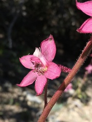 Delphinium purpusii