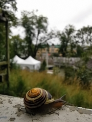 Cepaea hortensis
