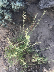 Hazardia squarrosa grindelioides