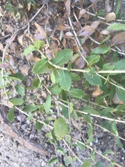 Hazardia squarrosa grindelioides