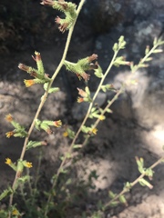 Hazardia squarrosa grindelioides