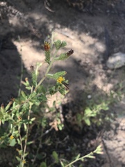 Hazardia squarrosa grindelioides