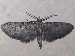 Eupithecia satyrata