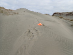 Ozothamnus leptophyllus
