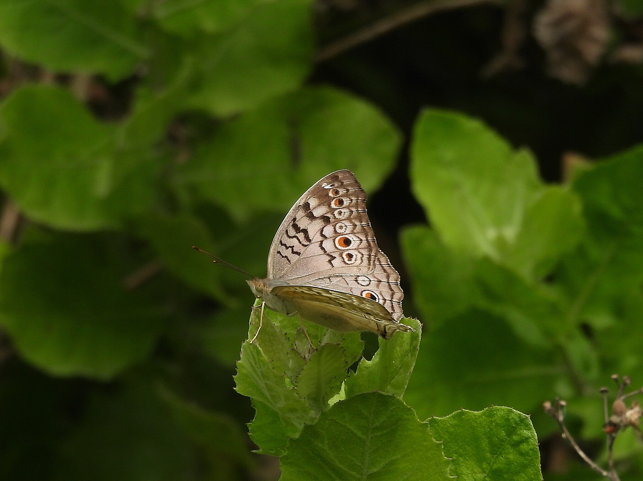 Grey Pansy