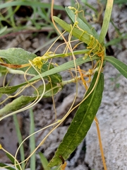 Cuscuta exaltata