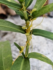 Cuscuta exaltata