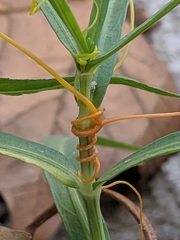 Cuscuta exaltata