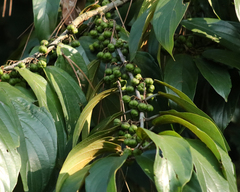Colubrina glandulosa