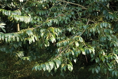 Colubrina glandulosa, photograph author not stated, no rights reserved