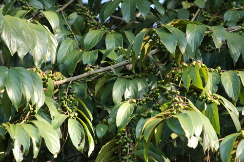 Colubrina glandulosa, photograph 1