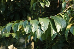 Colubrina glandulosa, photograph author not stated, no rights reserved
