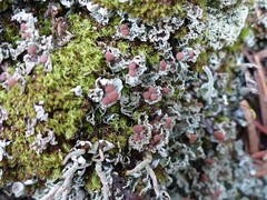 Cladonia caespiticia