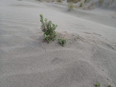 Ozothamnus leptophyllus