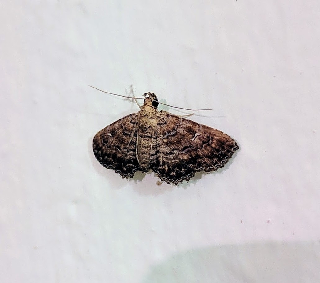 Tadaxa lintona
