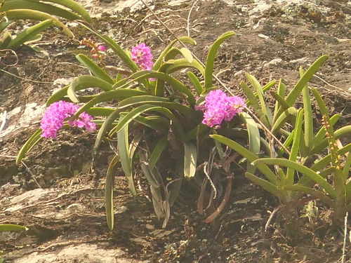 Aerides multiflora, photograph 2
